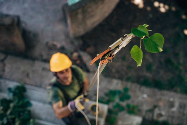 How Our Tree Care Process Works  in Cecil Bishop, PA